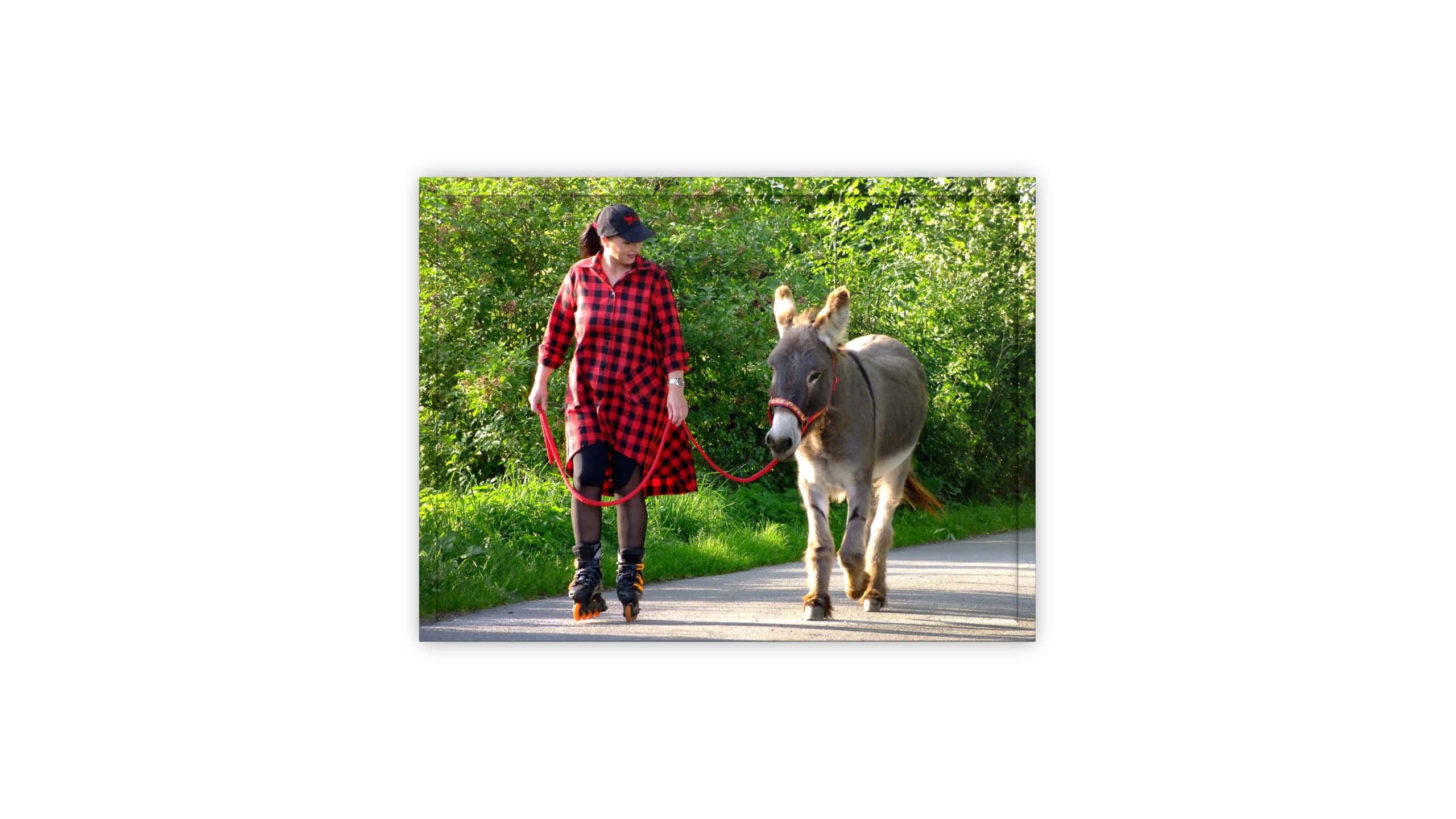 Esel-Trainer | Block 1