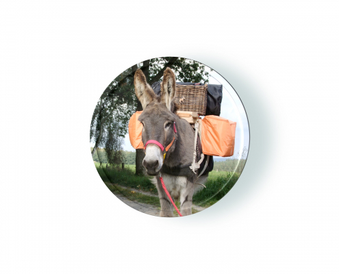 Präsenz-Seminar: Esel Total