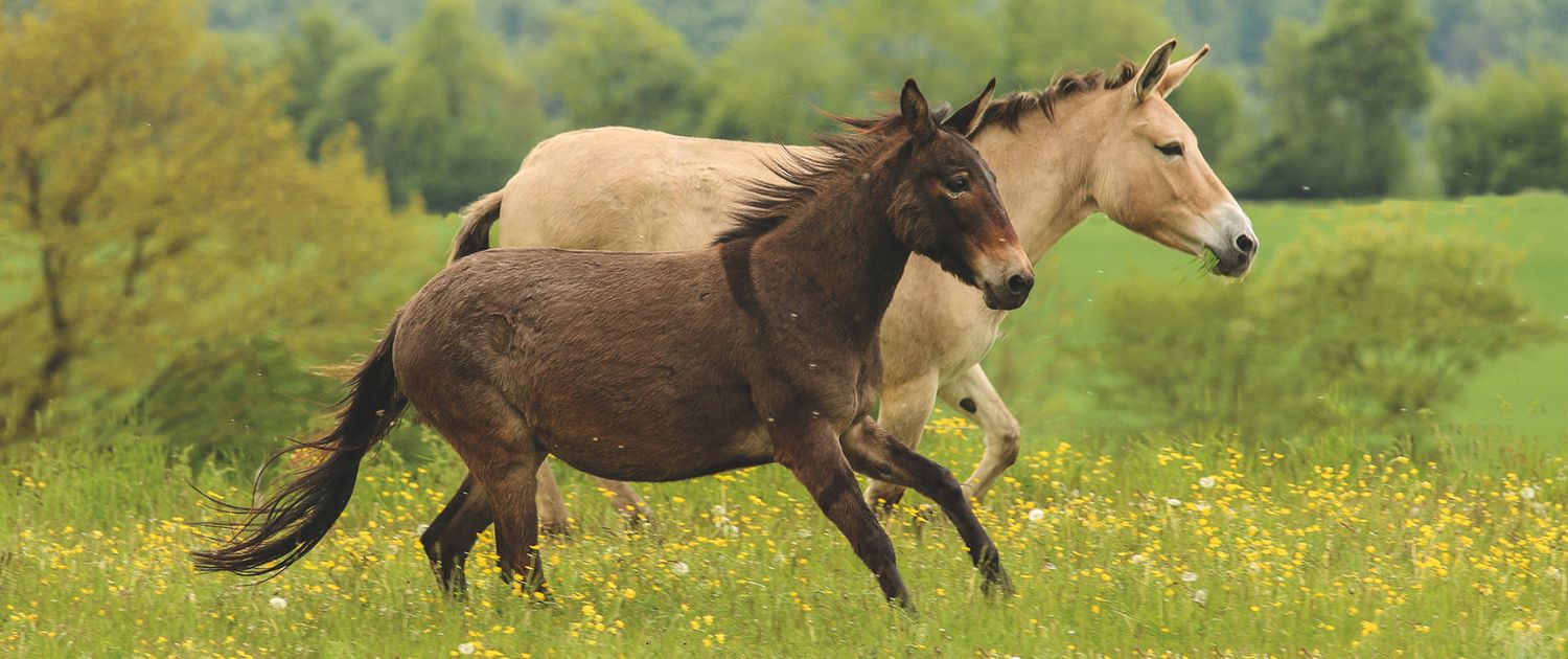 Foto: Arabermuli Lukas, Haflingermuli Afra vom Maultierhof Julia Krüger, 1500 x 630 Pixel