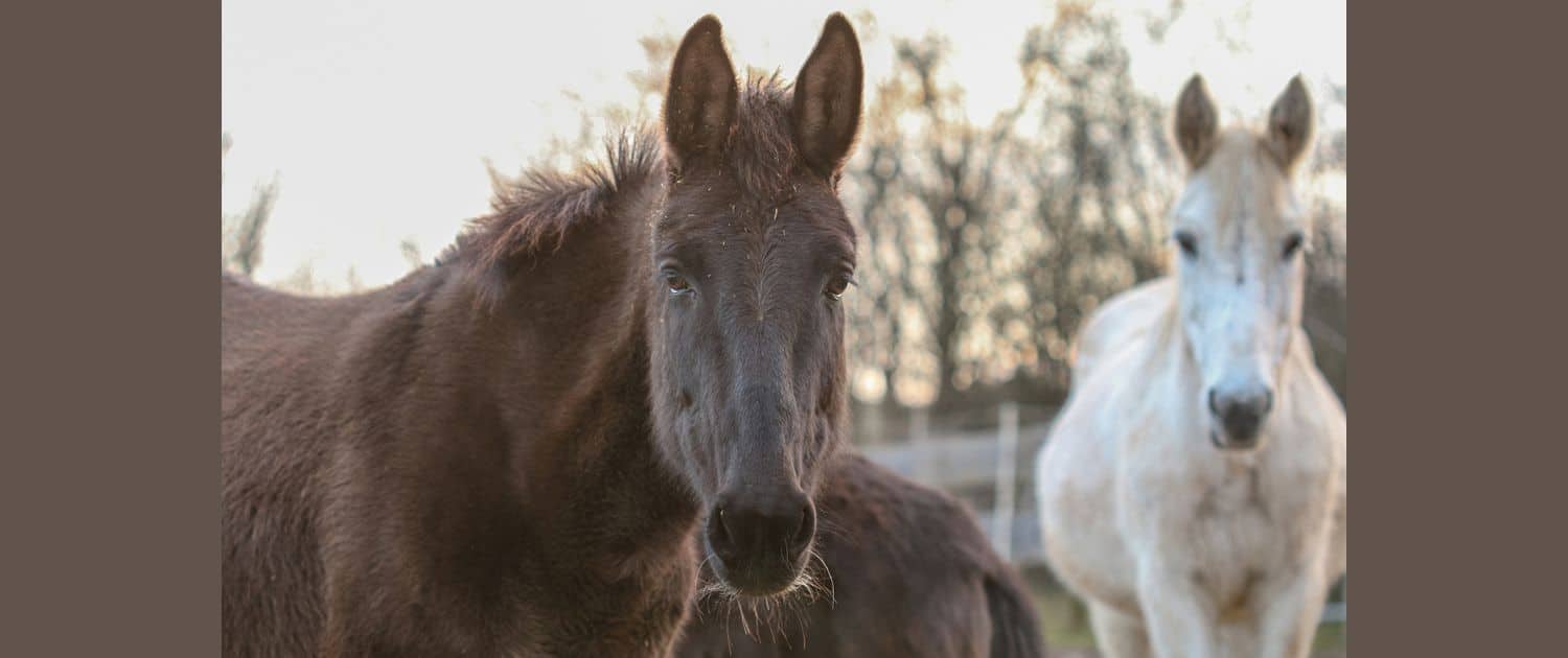 Foto: Dinky, Quartermuli vom Maultierhof Julia Krüger, 1500 x 630 Pixel