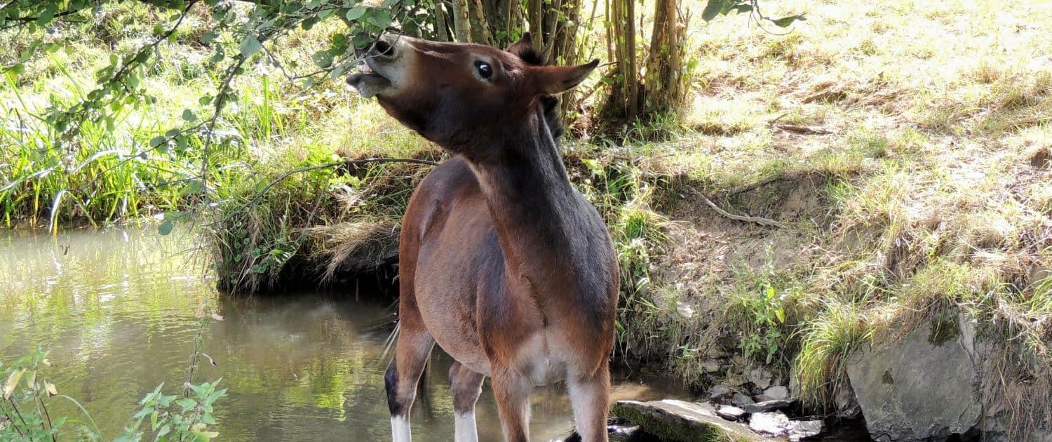Foto: Muli Max Theodor von Petra Tönsmann, seine Sohn des Gründers der irischen Donkey Sanctuary, 1500 x 630 Pixel