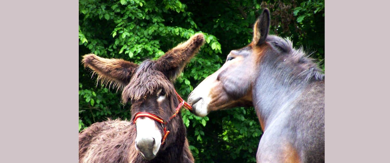 Foto: Poitou-Stute Jolie und Maultier (Muli) Kiriku (Vater: Poitou, Mutter: Poitevin Mulassier, Petra Tönsmann, 1500 x 630 Pixel