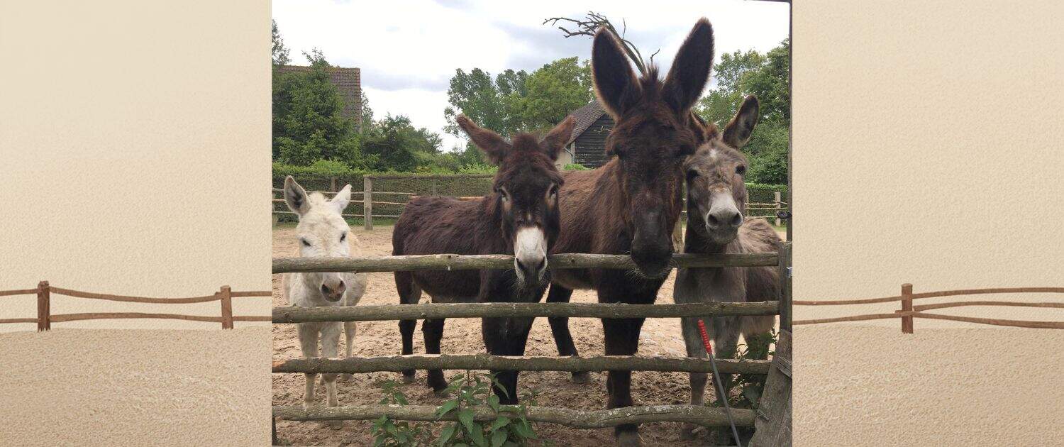 Foto: Vier Esel vor Holzgatter, mit KI ergänzt, Willi Romischke, 1500 x 630 Pixel