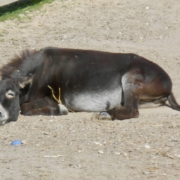 Foto: Wenn Esel alt werden, ist ein Sonnenbad eine Wohltat für die betagten Knochen, Heike Konopka, 495 x 400 Pixel