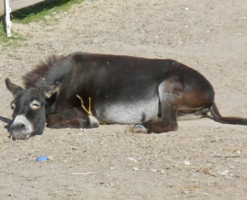 Foto: Wenn Esel alt werden, ist ein Sonnenbad eine Wohltat für die betagten Knochen, Heike Konopka, 495 x 400 Pixel