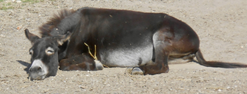 Foto: Wenn Esel alt werden, ist ein Sonnenbad eine Wohltat für die betagten Knochen, Heike Konopka, 495 x 400 Pixel