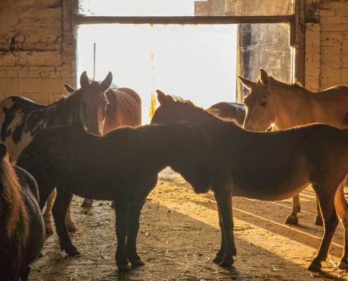 Muliworkshop intensiv