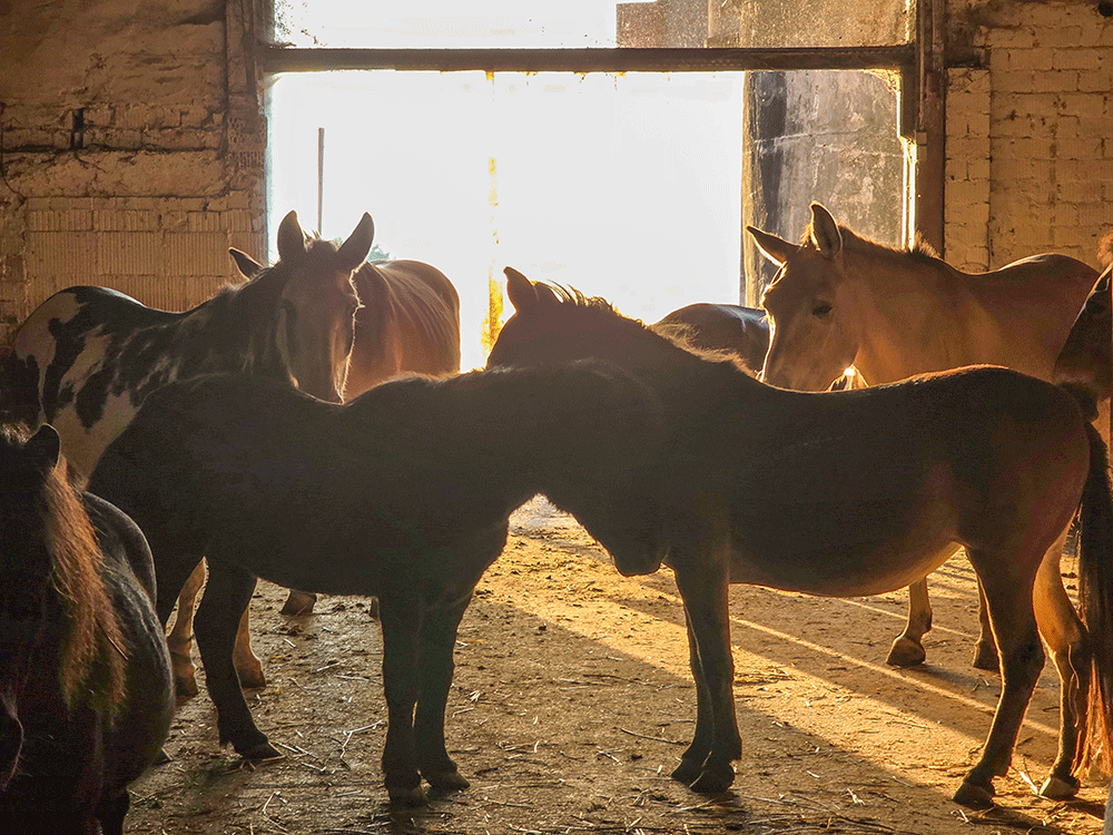 Muliworkshop intensiv