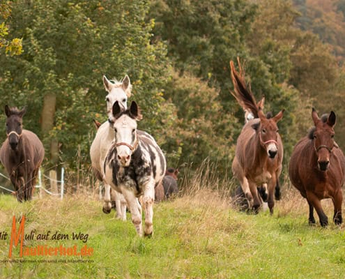 Muli-Workshop intensiv