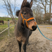 Workshop: Gitti Hochgräf - Die bunte Welt der Equikinetik und Doppellonge