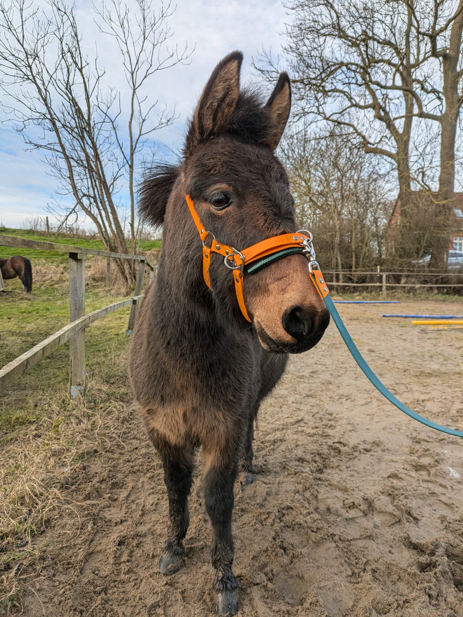 Workshop: Gitti Hochgräf - Die bunte Welt der Equikinetik und Doppellonge