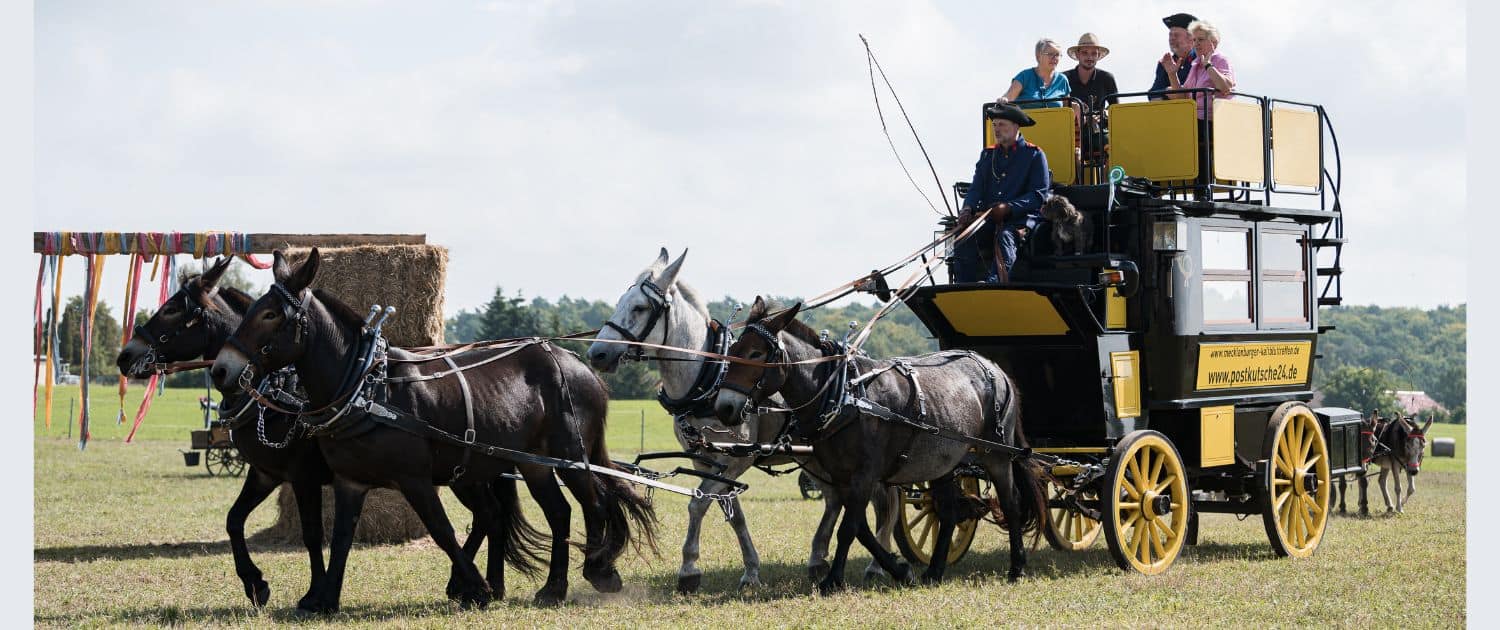 Foto: Mulis vor Postkutsche beim Eseltreffen 2023 in Lychen, Felicitas Frädrich