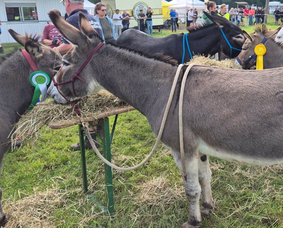 Foto: Eselbüfett 2024 in Hasbergen