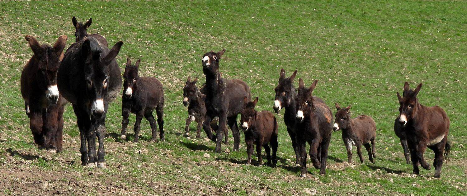 Foto: Eine Herde Esel tobt über die Wiese, Petra Tönsmann, 1500 x 630 Pixel