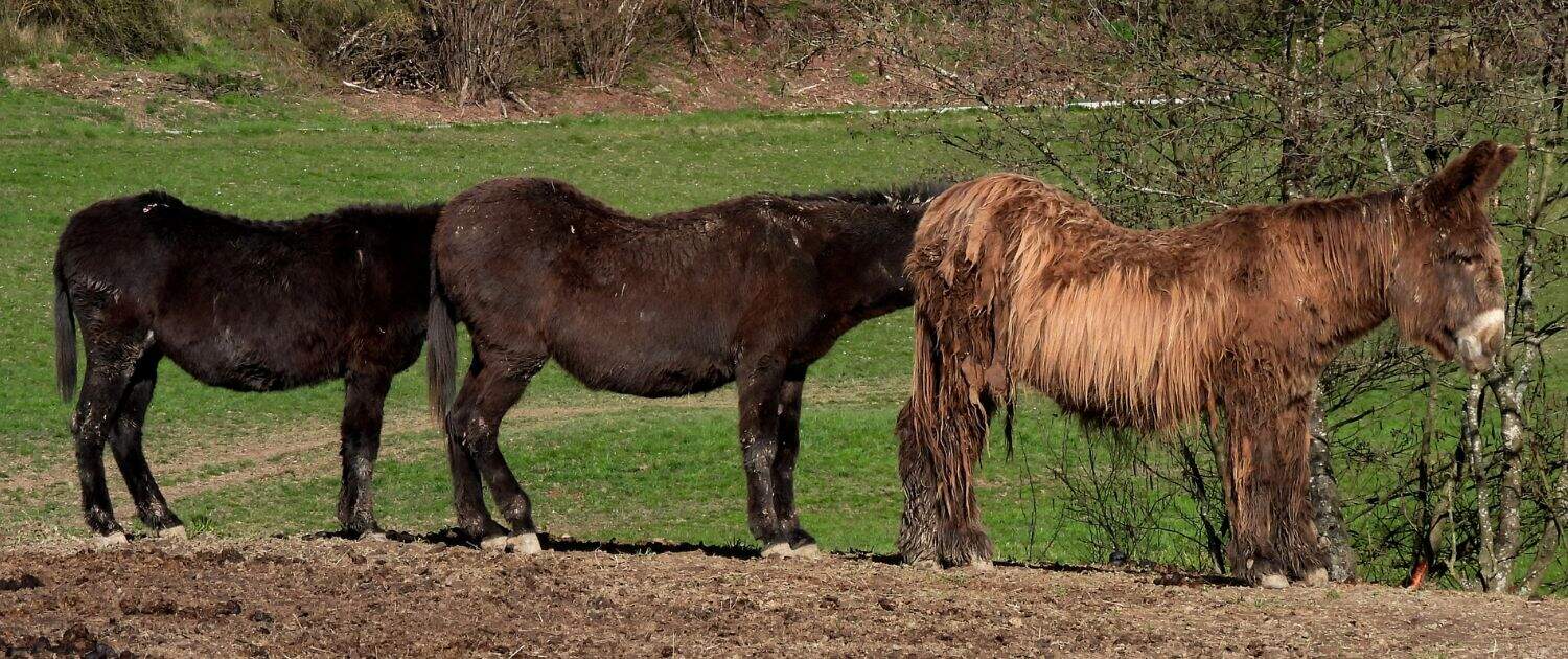 Foto: Drei Esel bilden eine Schlange, Petra Tönsmann, 1500 x 630 Pixel