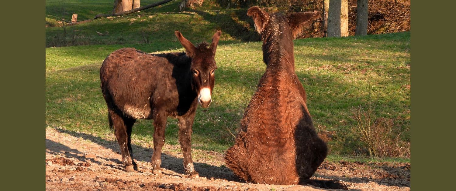 Foto: Ein Esel steht, ein Esel sitzt, Petra Tönsmann, 1500 x 630 Pixel