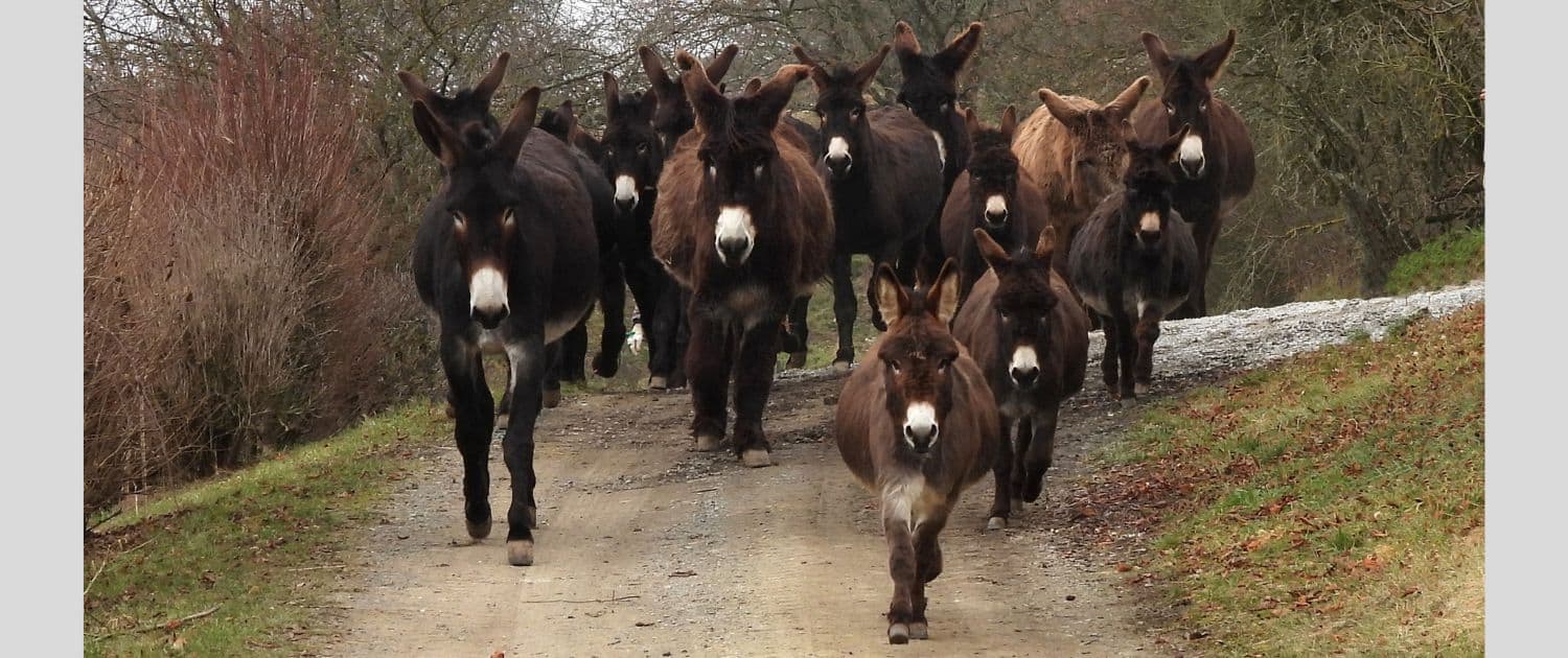 Foto: Eine Herde Esel kommt auf Dich zu, Petra Tönsmann, 1500 x 630 Pixel