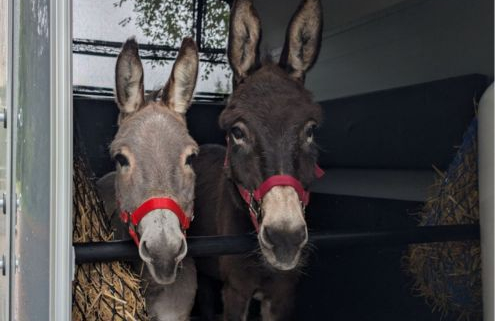 Foto: Eselwanderung mit Kalle und Hotte, 495 x 400 Pixel