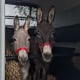 Foto: Eselwanderung mit Kalle und Hotte, 495 x 400 Pixel