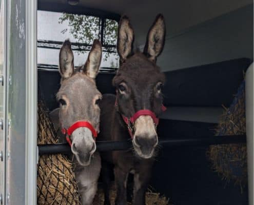 Eselwanderung Wiegersener Forst und Spaß-Parcours
