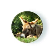 Präsenz-Seminar: Esel & Ziegen Praxistag