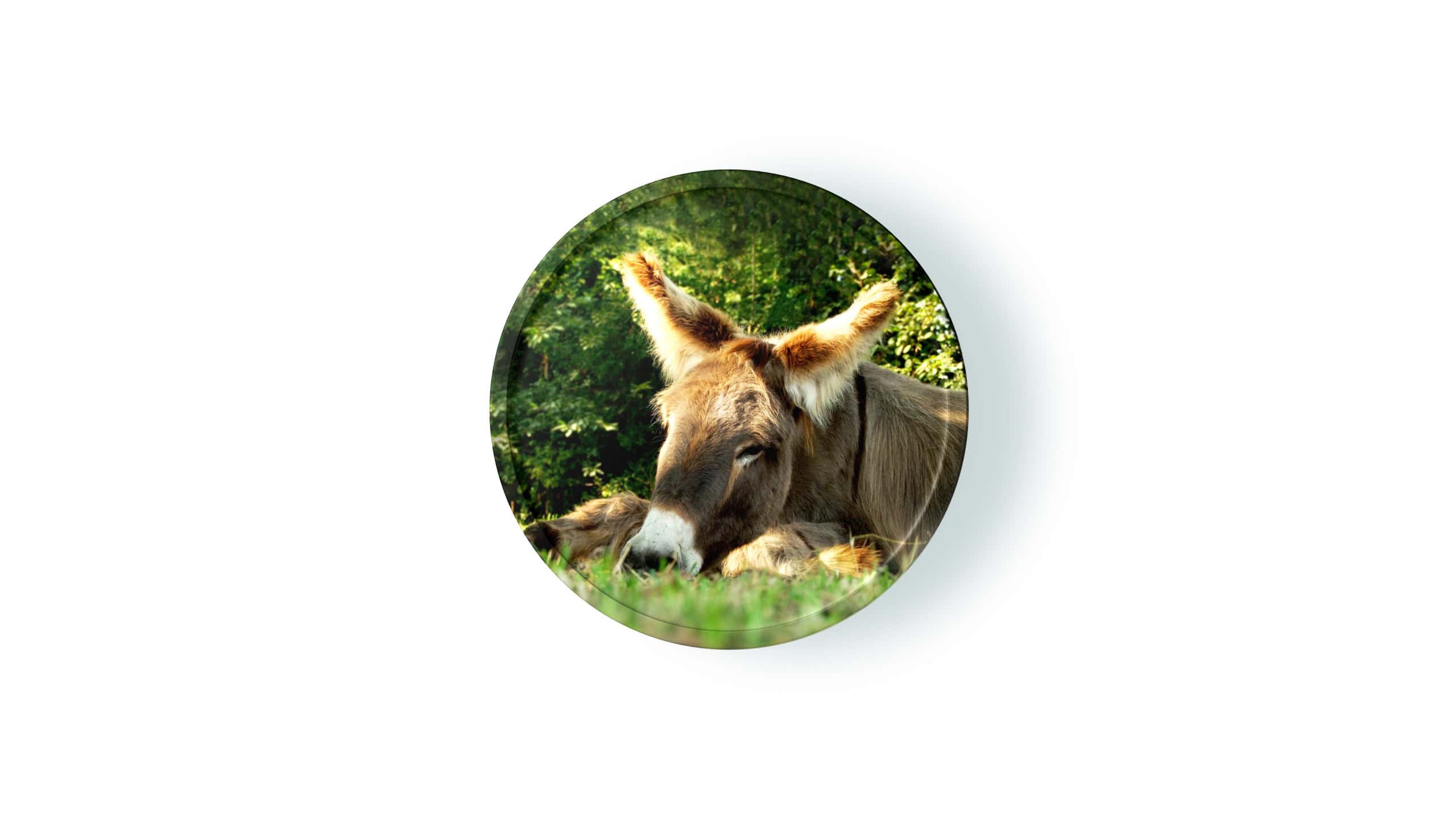 Präsenz-Seminar: Esel & Ziegen Praxistag