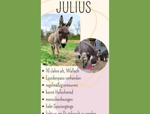 Foto: Gesuch Einstellplatz Julius, 495 x 400 Pixel