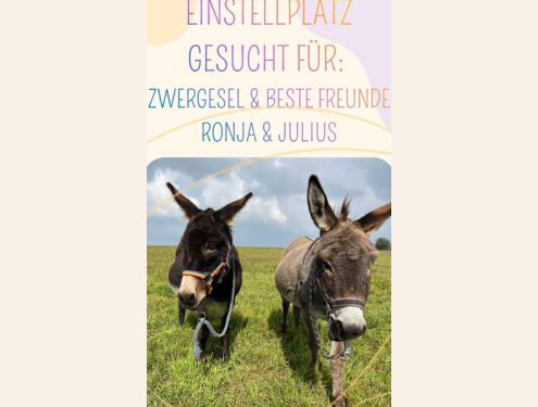 Foto: Gesuch Einstellplatz für Zwergesel Ronja und Julius, 495 x 400 Pixel