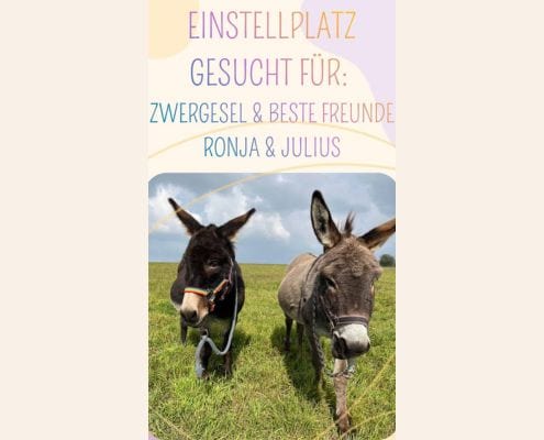 Foto: Gesuch Einstellplatz für Zwergesel Ronja und Julius, 495 x 400 Pixel