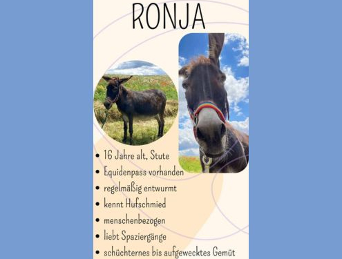 Foto: Gesuch Einstellplatz für Ronja, 495 x 400 Pixel
