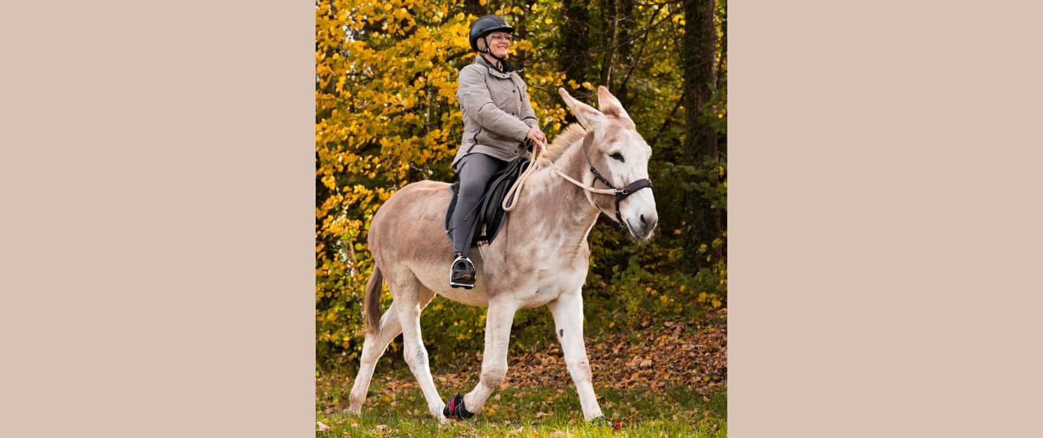 Foto: Felicitas Frädrich reitet auf Eselstute Iovantucara, 1500 x 630 Pixel