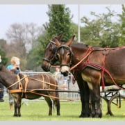 Foto: Ein kleines und zwei große Mulis, die in Kutschen eingespannt sind. Mulis beim Esel- und Mulitreffen 2013 in Paaren