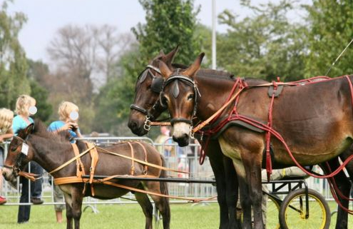 Foto: Ein kleines und zwei große Mulis, die in Kutschen eingespannt sind. Mulis beim Esel- und Mulitreffen 2013 in Paaren