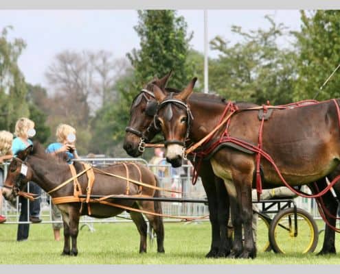 Foto: Ein kleines und zwei große Mulis, die in Kutschen eingespannt sind. Mulis beim Esel- und Mulitreffen 2013 in Paaren