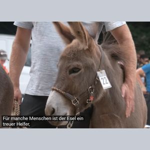 Screenshot: Mann streichelt Esel aus Filmbeitrag von Rainer Hombücher für "honnef heute" vom 17.8.2025