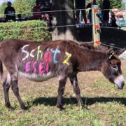 Foto: Paaren 2026 Schätzesel Felix, 495 x 400 Pixel