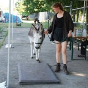 Foto: 01 Esel Theo auf der Waage, Paaren 2026, 495 x 400 Pixel