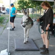 Foto: 02 Esel Theo auf der Waage, Paaren 2026, 495 x 400 Pixel