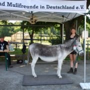 Foto: 03 Esel Theo auf der Waage, Paaren 2026, 495 x 400 Pixel