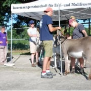 Foto: 05 Eselmessen mit Stockmaß, Paaren 2026, 495 x 400 Pixel