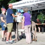 Foto: 06 Eselmessen mit Stockmaß, Paaren 2026, 495 x 400 Pixel