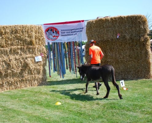 08_260815-16_Paaren_Martina-Garg-5_495x400px Foto: Los geht's durch Hindernis Nummer 1 beim Eseltreffen in Paaren 2026