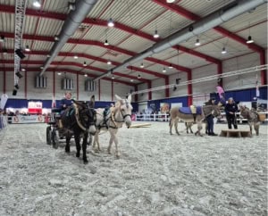 Foto: Eselkutsche und arbeitende Esel mit IGEM-Mitgliedern bei Vorführung Reitsportmesse Gießen 2025, 495 x 400 Pixel