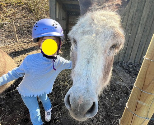 Esel2.jpg Inserat "Esel Fridolin und Benjamin" vom 03.06.2026