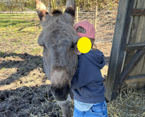 Esel3.jpg Inserat "Esel Fridolin und Benjamin" vom 03.06.2026