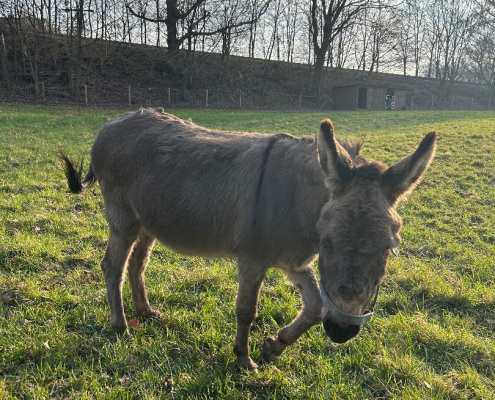 Inserat "Esel Fridolin und Benjamin" vom 03.06.2026