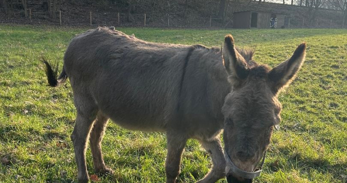 Esel4.jpg Inserat "Esel Fridolin und Benjamin" vom 03.06.2026
