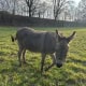 Inserat "Esel Fridolin und Benjamin" vom 03.06.2026