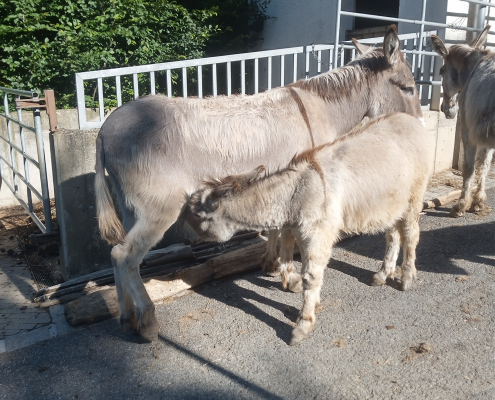Inserat "Provence-Esel Junghengst" vom 26.07.2026