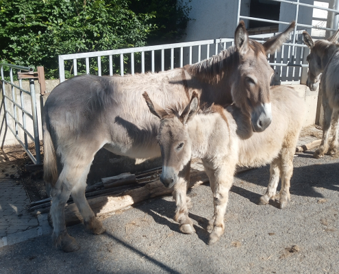 Inserat "Provence-Esel Junghengst" vom 26.07.2026